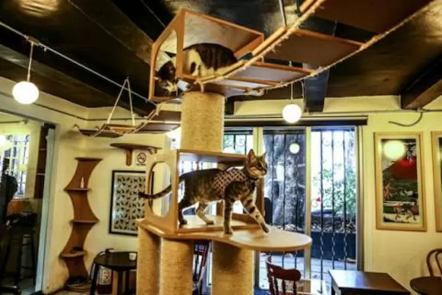 La Gatería: Cdmx
