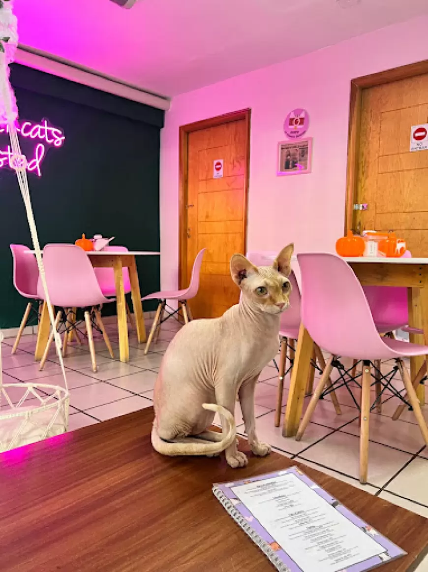Neko-hi Café: Guadalajara