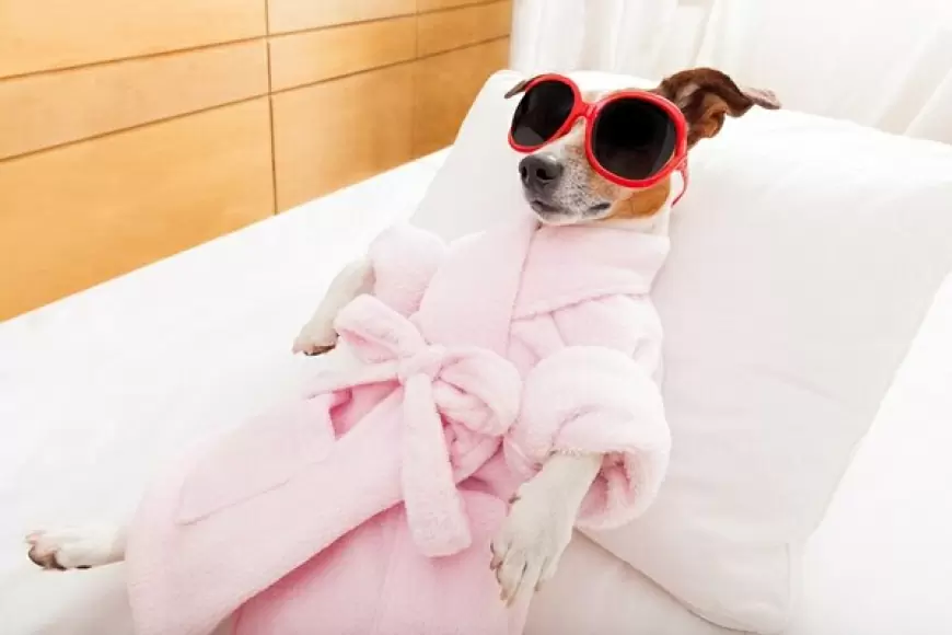 “Oh My Dog Salon & SPA”, Querétaro
