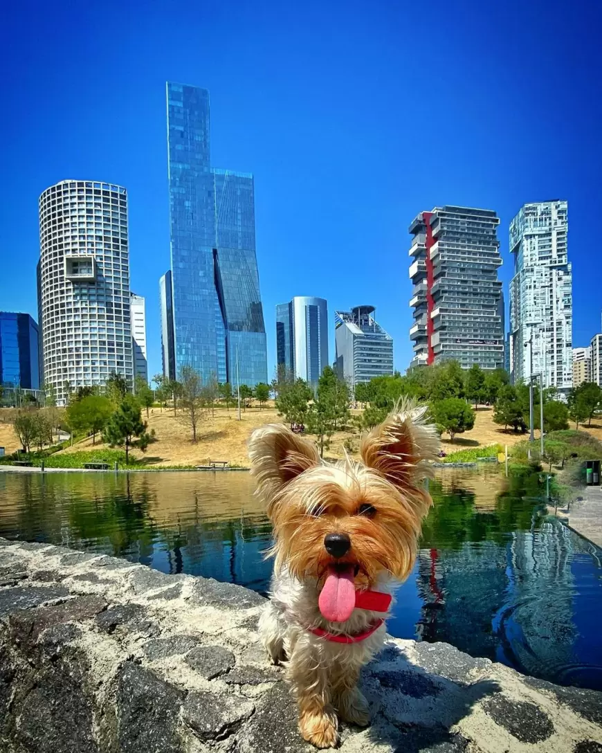 Zona canina del Parque La Mexicana: Cdmx