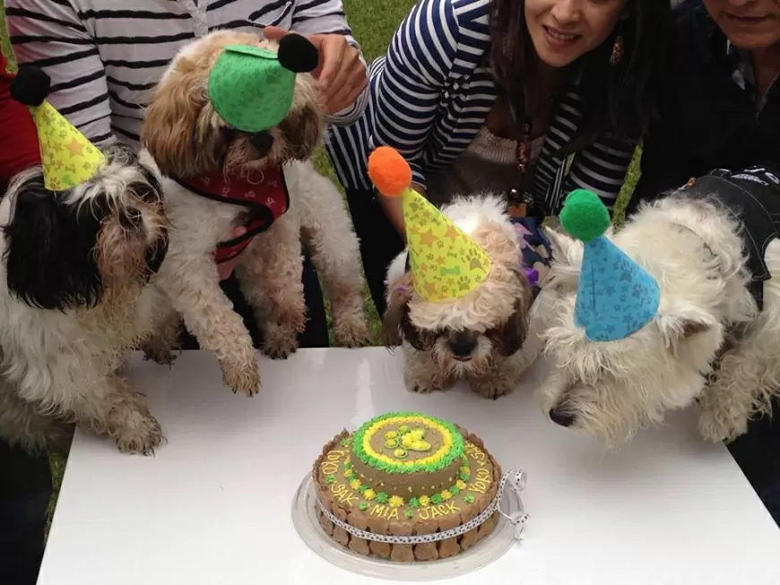 Streeters pastelería para perro y gatos, organizador de fiestas perrunas.