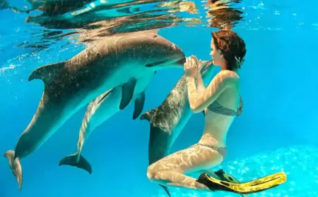 Nadar  con delfines ¿Dónde puedes disfrutar de esta gran experiencia?