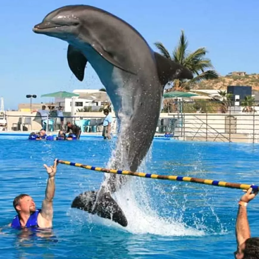 Cabo Dolphins: Los Cabos