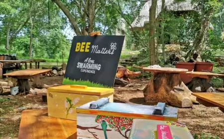 Bee Matters: Vive la Magia de las Abejas Meliponas y Apoya a las Comunidades Mayas en Yucatán