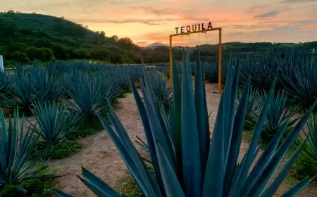 Disfruta del paisaje agavero de Tequila