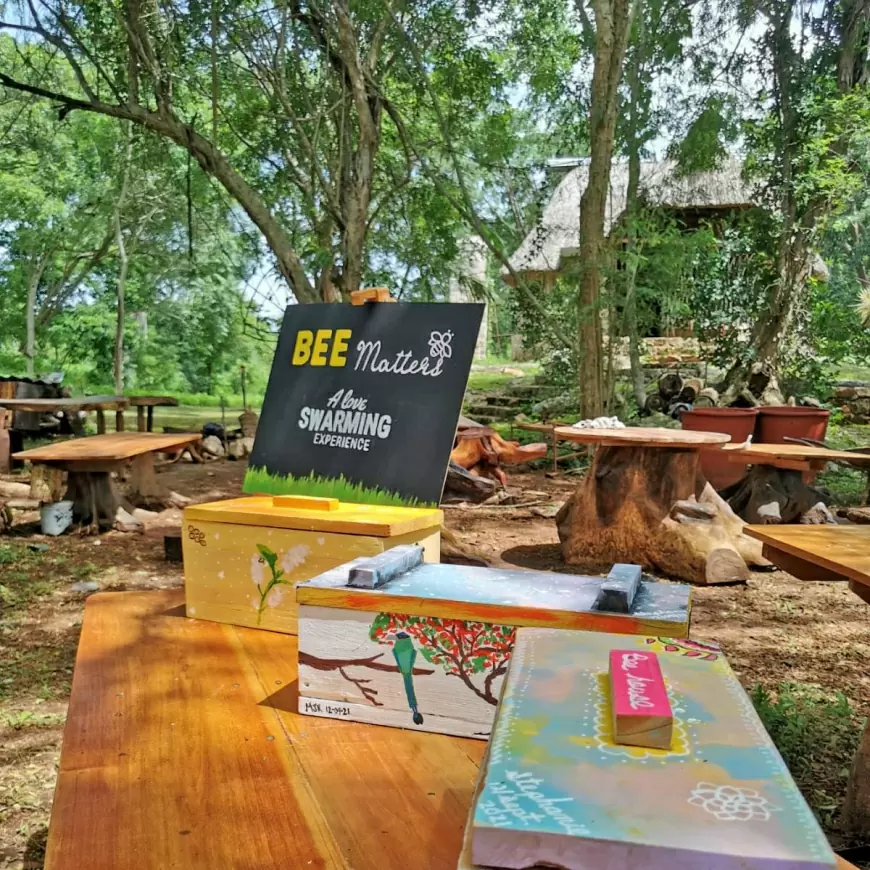 Bee Matters: Vive la Magia de las Abejas Meliponas y Apoya a las Comunidades Mayas en Yucatán