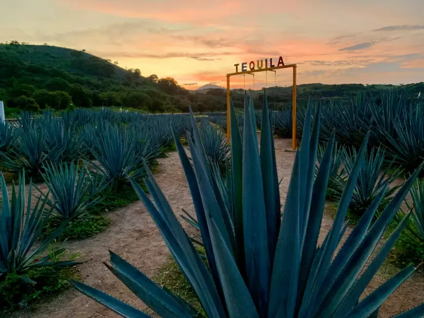 Disfruta del paisaje agavero de Tequila