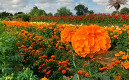 Tours por sembradíos de flores de muertos ¡Hazle parada!