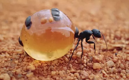 La Chindudis, hormiga melífera de Oaxaca