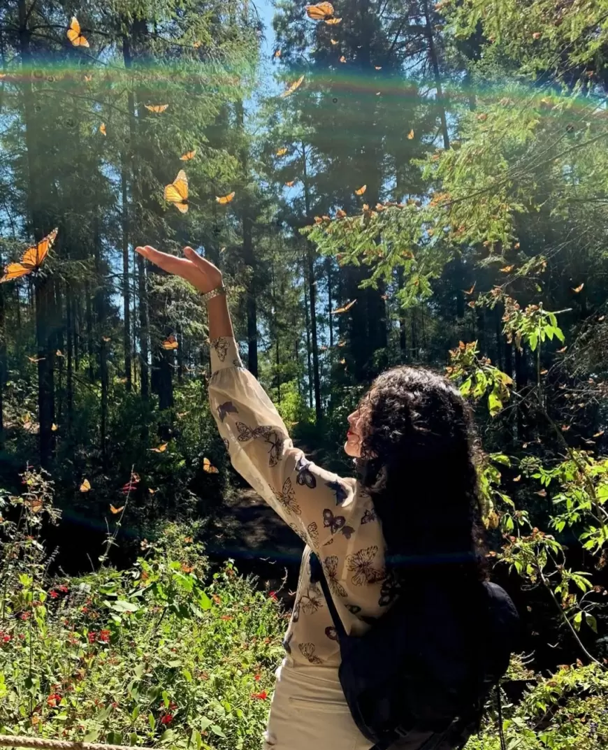 Tres Santuarios de la Mariposa Monarca para visitar