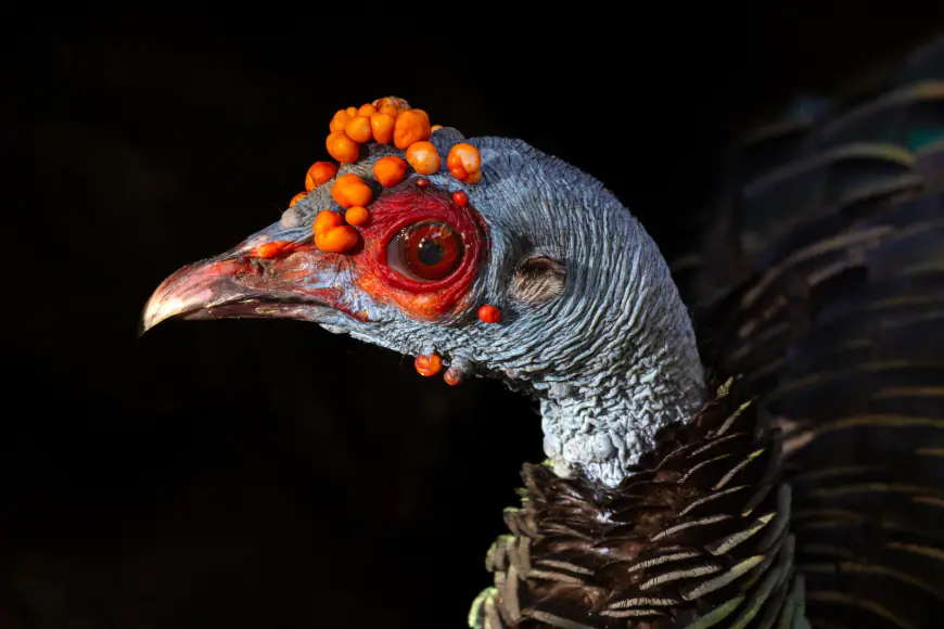 Las Aves Endémicas de la Península de Yucatán: Tesoros Alados que Debes Conocer