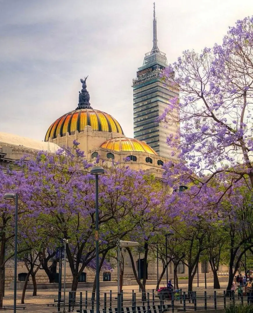 Cinco curiosidades de las Jacarandas, un espectáculo natural