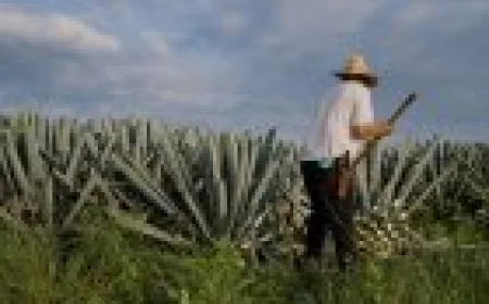 Escape Natural: Deja el Bullicio de las Ciudades y Explora la Naturaleza.