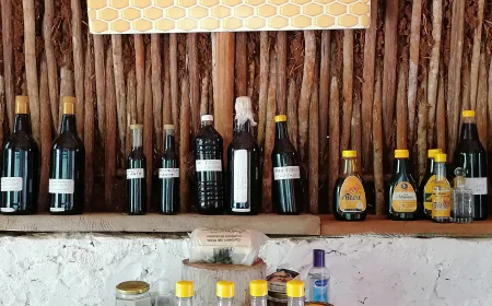 Entre abejas y aromas: mi experiencia en la cata de mieles de Sinanché, Yucatán