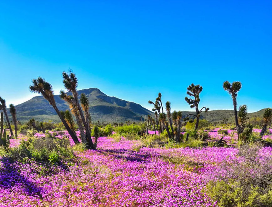 Piquito, Sonora: Naturaleza, Tradición y Hospitalidad del Desierto