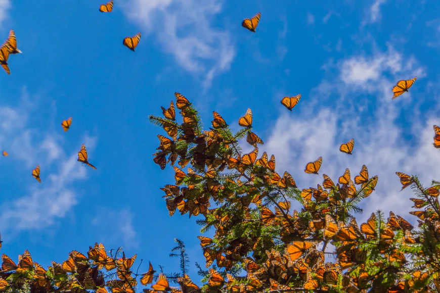 Temporada de Mariposas Monarcas, el tour ideal.