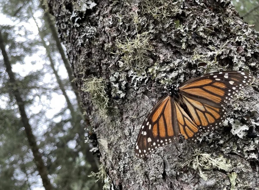 Visita la Sierra Chincua; santuario de la Mariposa Monarca